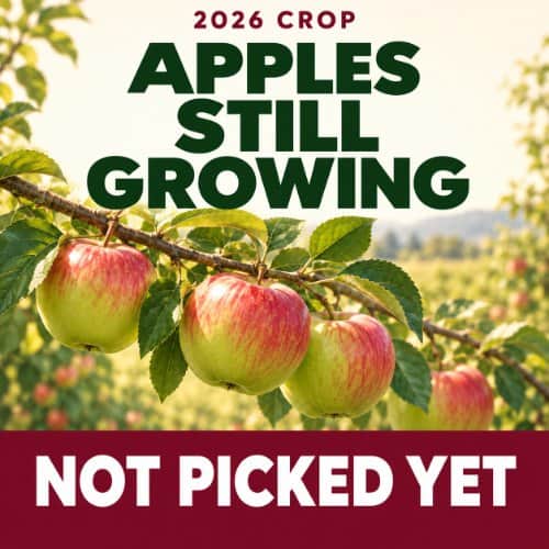 Apples still growing in the orchard
