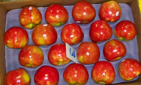 Honeycrisp apples graded US Extra Fancy