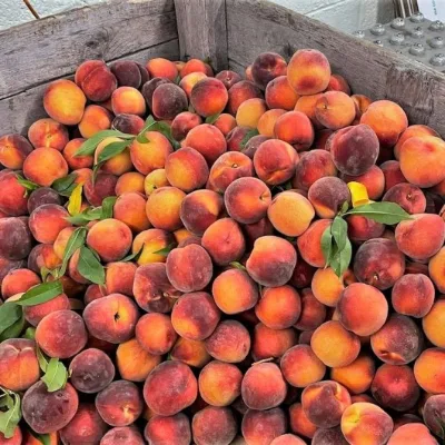 Fresh Peaches and Nectarines